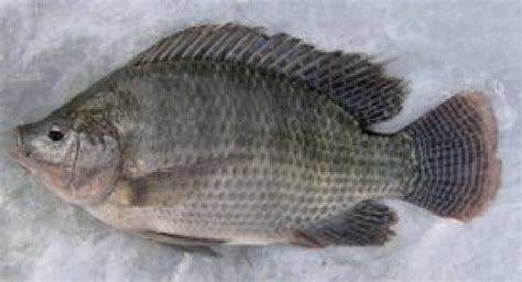 Nile tilapia (Oreochromis niloticus) Source: Aquaculture Aguaverde | Download Scientific Diagram