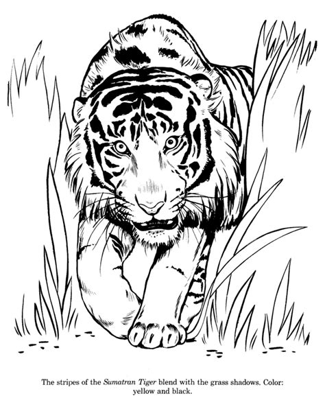 Gambar Animal Drawings Coloring Pages Sumatran Tiger Page Eyes di ...