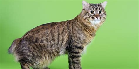 The American Bobtail Cat Breed - Maryland Pet