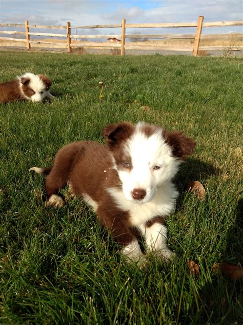 Border Collie Puppies For Sale | Boise, ID #256883