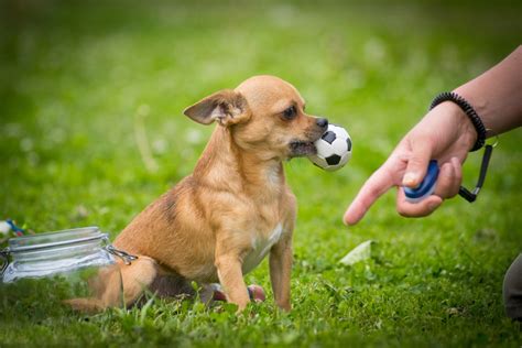 Adiestramiento de un Chihuahua: Cuidado si no quieres que se vuelva un pequeño demonio!