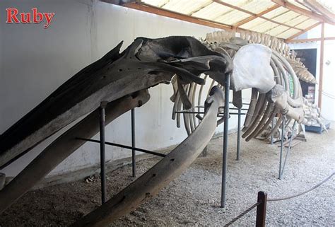 Museo de las Ballenas (Salinas) - 2021 All You Need to Know BEFORE You ...