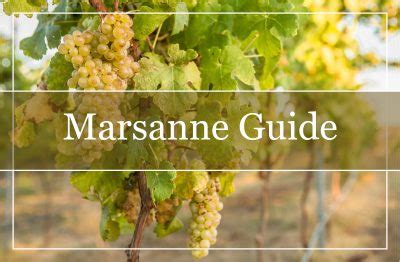 Your Complete Marsanne Wine Guide - WinePros