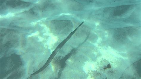 Cornetfish (Cornet Fish) - Beach 69 Snorkeling - Big Island, Hawaii - YouTube