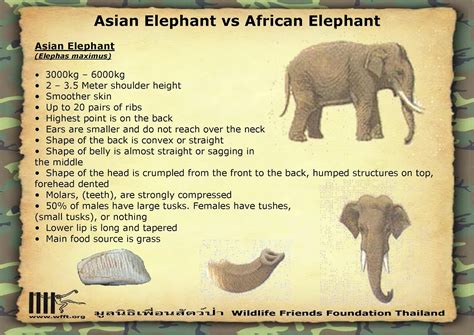 Encyclopaedia of Babies of Beautiful Wild Animals: The Baby Indian Elephant