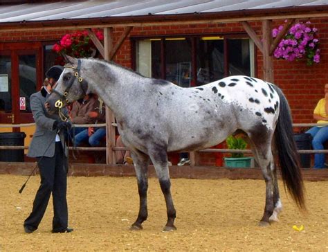 Grey Appaloosa Horse | Sire: Amazing Blue Dam: Lizzie of Larchmont