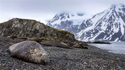 Seals on the Beaches of South Georgia. Stock Photo - Image of south ...