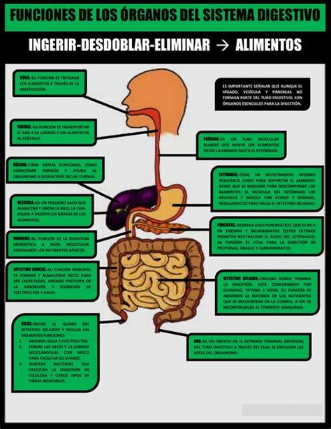 Funciones de los órganos del sistema digestivo - organizador gráfico | Diego Carrera | uDocz