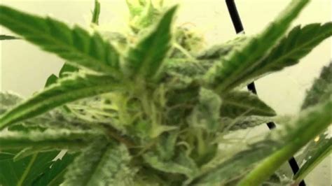 Superman OG Kush Weed Plant - Week 4 Day 4 Flower - YouTube