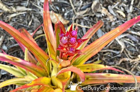 Bromeliad Flowers: When, How Often, & How Long They Bloom - Get Busy Gardening