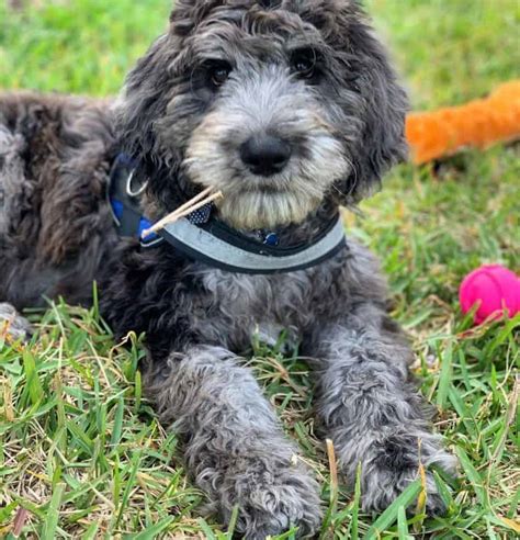 The Great Danoodle: What Makes These Gentle Giants Unique? - K9 Web