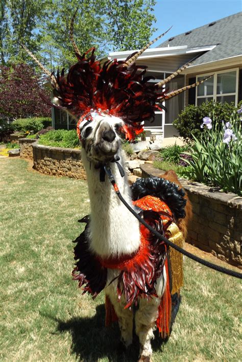 Llama Twist is modeling a costume that I made to be worn at a llama costume contest or in a ...