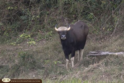 Gaur Wild Ox KhaoSokNationalPark Southern Thailand Rainforest ELephant Hills Wildlife Nature ...