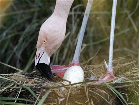 A baby Chilean flamingo walks near its father ~ Animalfwd