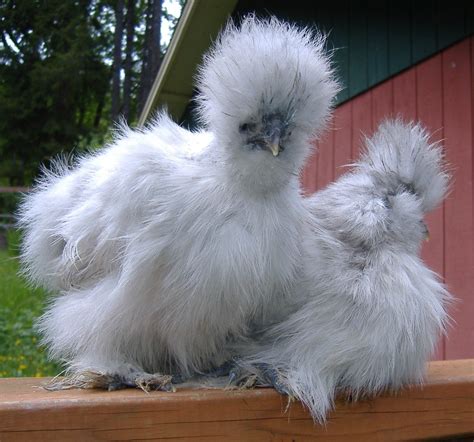 BUY IT NOW: 12+ lavender project/porcelain Silkie eggs - Catdance Silkies | BackYard Chickens ...