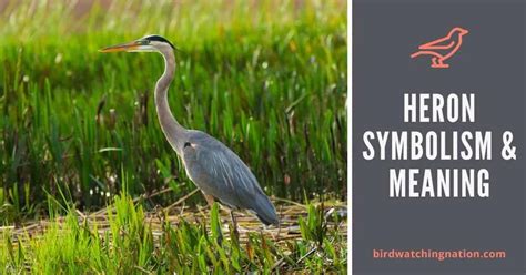 Simple Guide To Heron Symbolism And Meaning In 2025