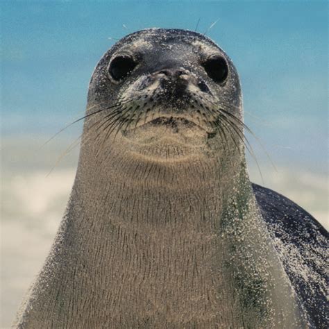 www.nationalgeographic.com/content/dam/animals/thu... | Hawaiian monk seal, Endangered species ...