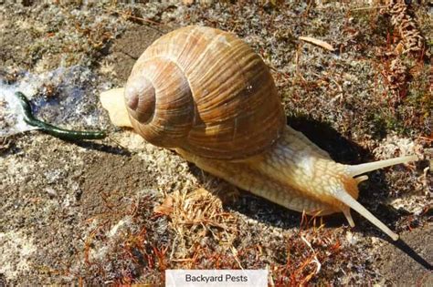 How Snails Poop: A Story Of Flipped Shells And Breathing Holes - Backyard Pests