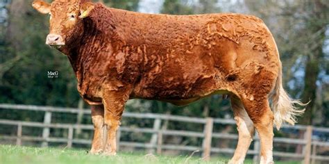 Official Limousin Cattle Society Show & Sale – Melton Mowbray Market