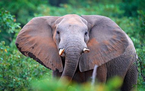 African Forest Elephant Population 2024 - Kassi Matilda