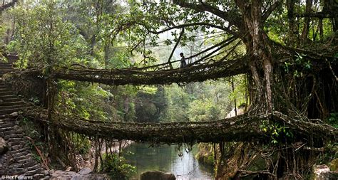 Meghalaya villagers create 'living' bridges by training roots across a ...