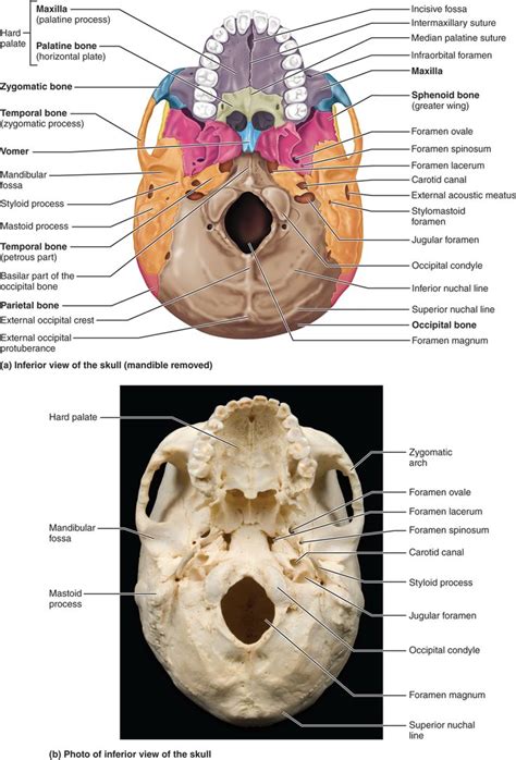 PART 1 THE AXIAL SKELETON - 7.1 The skull consists of 8 cranial bones and 14 facial bones: Human ...