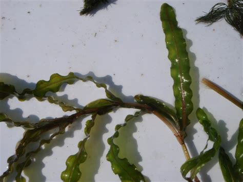 Curly Leaf Pondweed (Potamogeton crispus) – Forest County Association ...