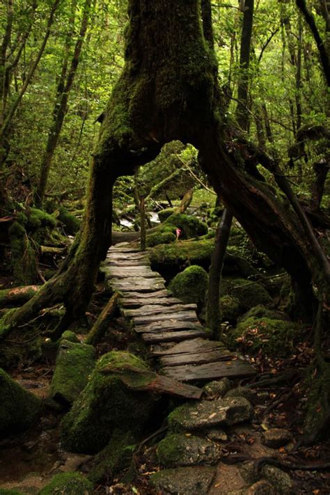 The 25+ best Yakushima ideas on Pinterest | Kagoshima, Kyoto and Kyoto ...