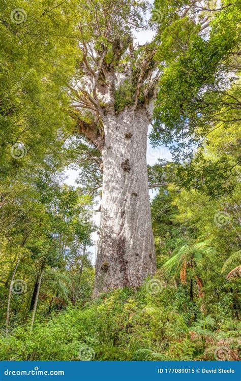 Tane Mahuta in the Waipoua Forest Stock Image - Image of island, nature: 177089015