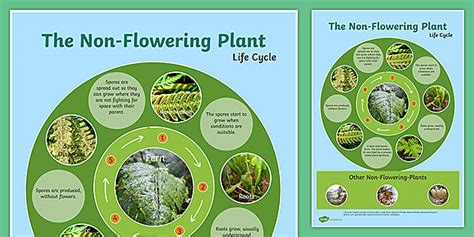 Non-Flowering Plants and the Role of Spores in Plants