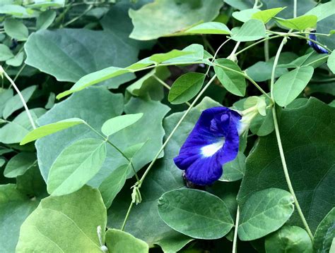 Clitoria Ternatea Flower