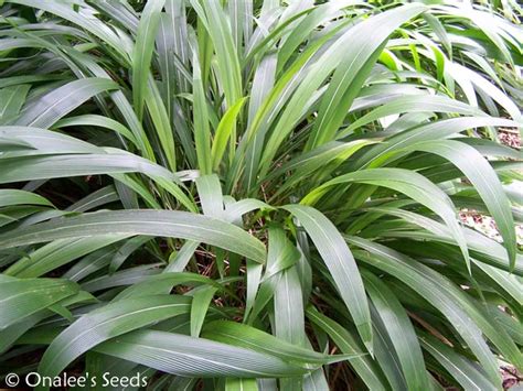 50+ Palm Grass Seeds (Setaria Palmifolia) Ornamental Grass, Tropical shade | eBay