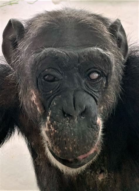 Tammy - Center for Great Apes