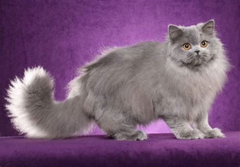 British Longhair - All You Need to Know About British Longhair Cat - Pet Rescue Blog - Pet ...