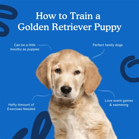 How to Train a Golden Retriever Puppy: 8 Week Guide | Zigzag