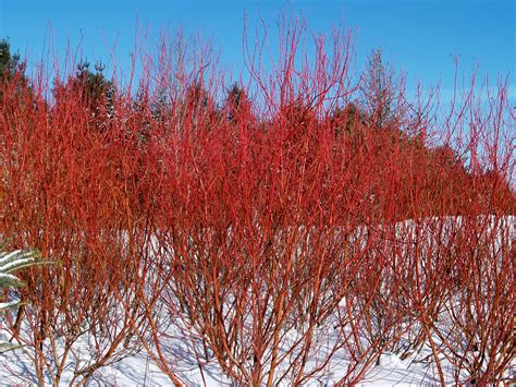 Dogwood – winter fire | Omaha Landscaping | Greenlife Gardens