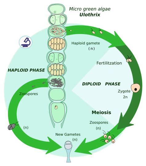 Difference Between Haplontic and Diplontic Life Cycle – Pediaa.Com