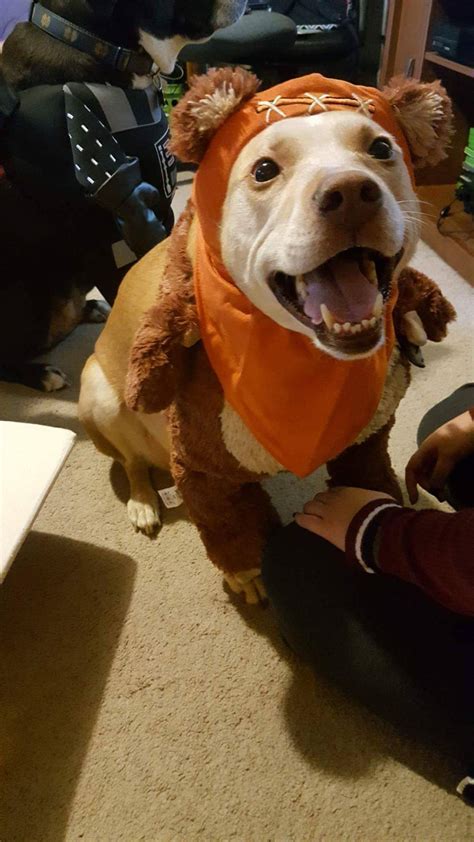 I just got an Ewok costume for my dog : r/StarWars