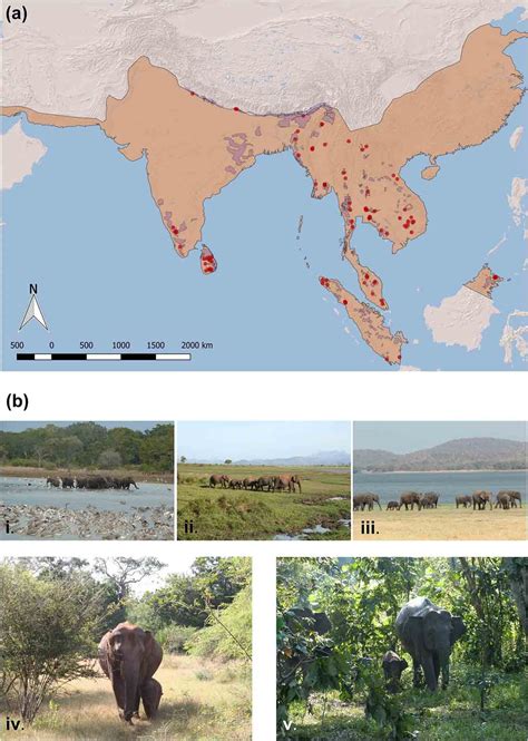 Más del 64% del hábitat adecuado para el elefante se ha perdido