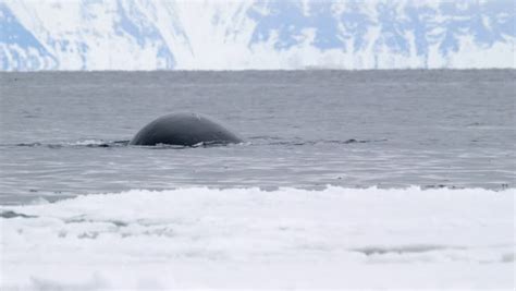 Bowhead Whale Breaching The Water Of The Arctic Ocean. Stock Footage Video 5046647 - Shutterstock