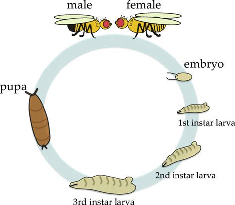 Drosophila Life Cycle Pdf - Life Cake Gala