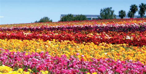 5 Stunning Flower Fields San Diego - Days Out On The Farm