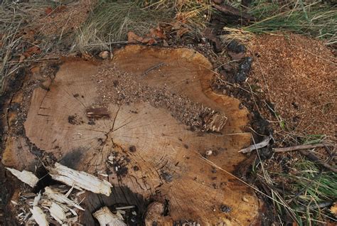 Tree Stump Free Stock Photo - Public Domain Pictures