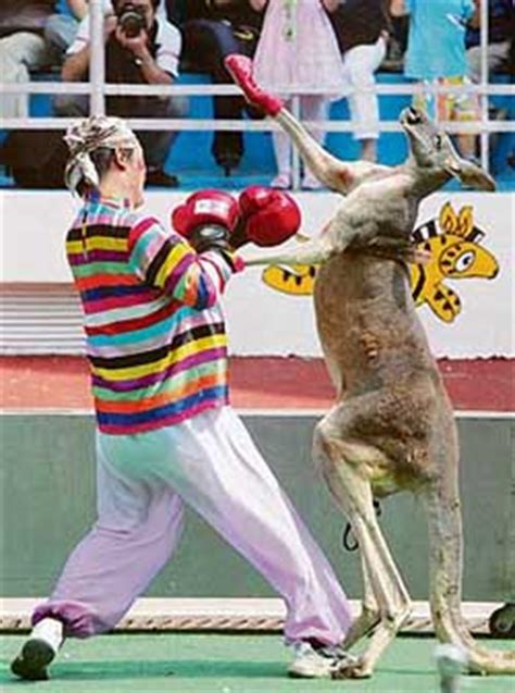 Man fights Kangaroo - Gallery | eBaum's World