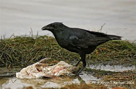 Fish Crow | Animals, Ornithology, Crow