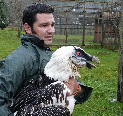 Bearded Vulture (Lammergeyer), Andalusia, Spain --- Quebrantahuesos ...