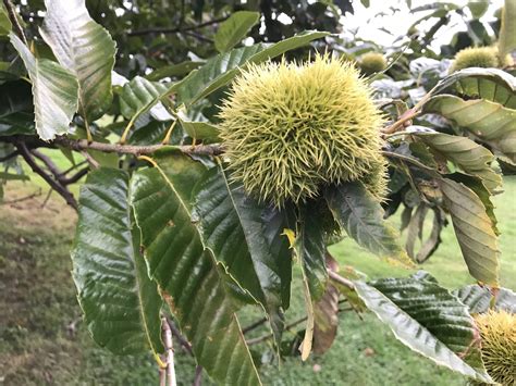 Japanese chestnut (Castanea crenata) Flower, Leaf, Uses - PictureThis