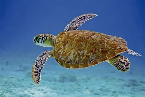 Caracteísticas y biología de la Tortuga carey (Eretmochelys imbricata) | Tortuga de mar ...