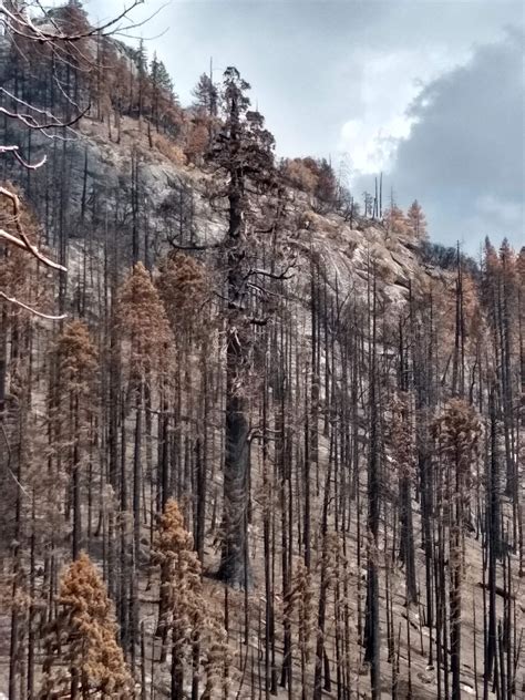 Thousands of giant sequoias were killed by an extreme wildfire | Mashable