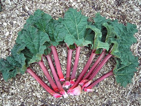 Rhubarb (About) | Cat's Kitchen